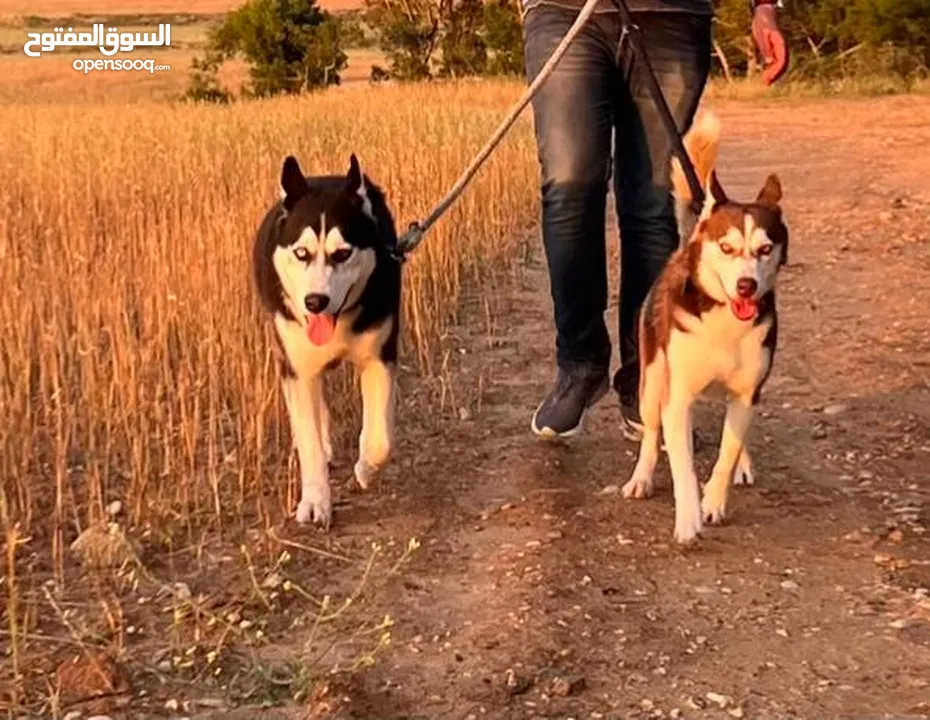 je met en vente mes dernier chiens husky de Suisse importé a prix négociable