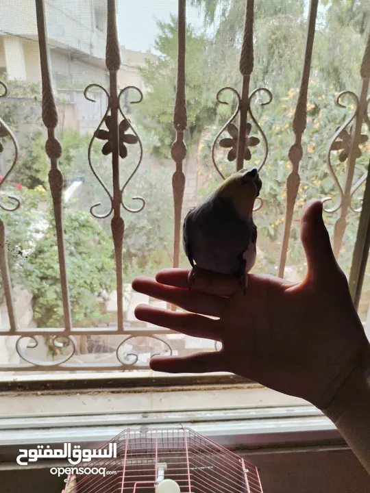 ببغاء كوكتيل ذكر اليف