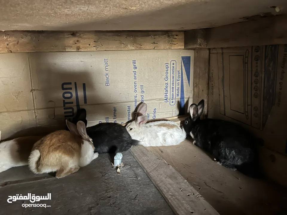 تشكيلة ارانب نضيفه بسعر معقول ومغري .