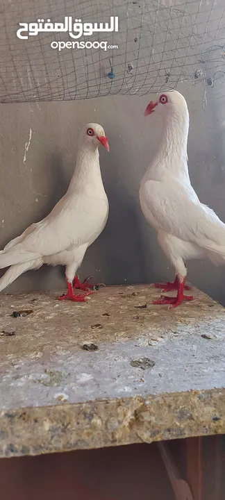 جوز سلافر ابيض