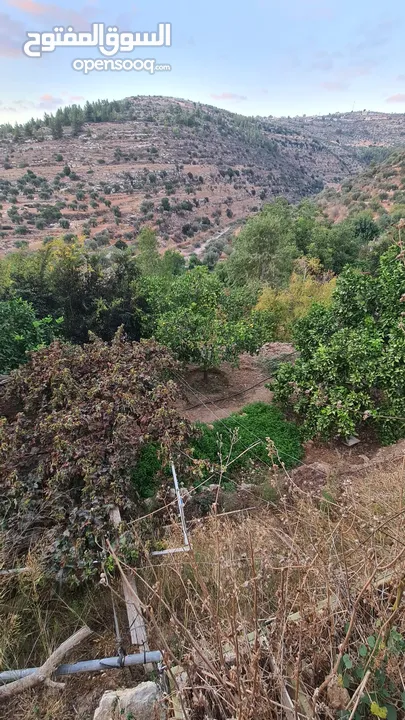 حاكورة أرض مزروعة باشجار مثمرة بسعر مغري