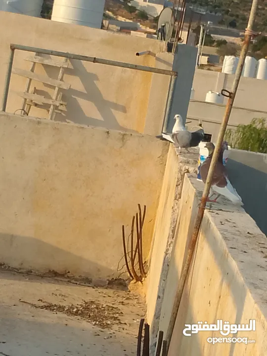 حمام للبيع في الزرقاء العالوك بجانب بقالة الصقر التواصل عبر الواتس اب