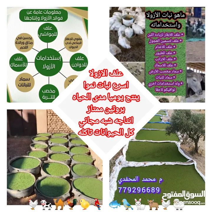 علف الازولا يزرع مره وينتج يوميا مدى الحياه للدجاج والمواشي وجميع الحويانات
