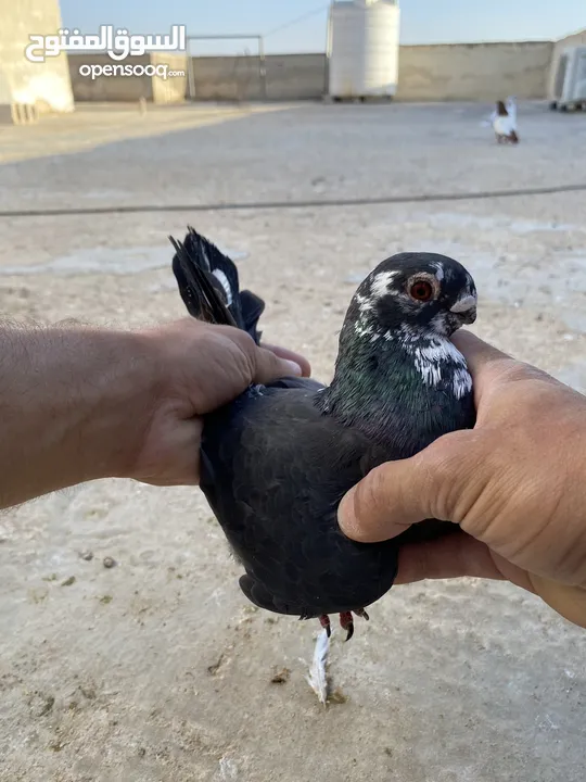 كوم حمام للبيع