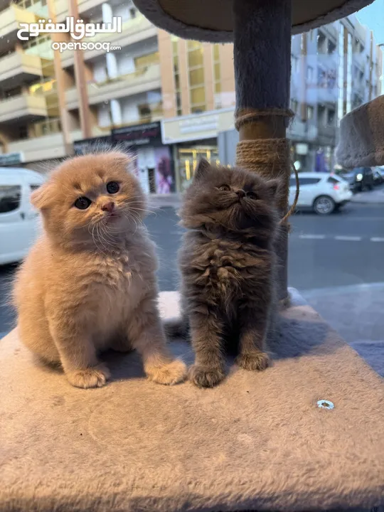 Scottish fold and Persian 2 months old all kinds of kittens we have