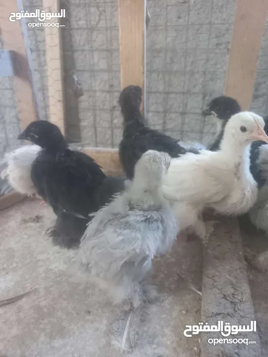 مطلوب صيصان كوشن وبراهمه ولوهمان اصلي البزره و