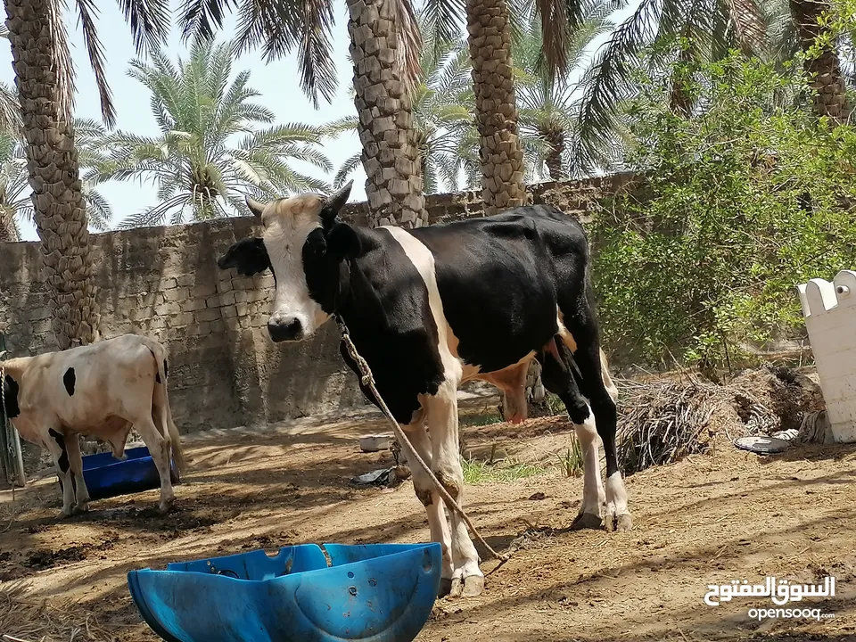 للبيع عجل نمساوي ع هولندي ماقالع شي بعد اسنان حليب