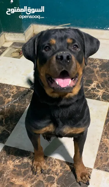 (ROTTWEILER)روت وايلر