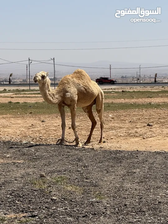 ناقه ضحيه طيبه قصا. وسعر حروق