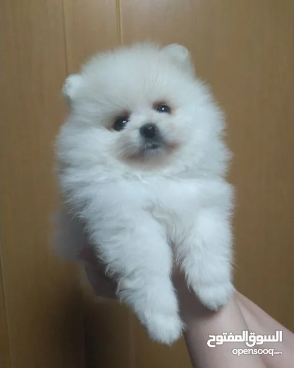 gorgeous Pomeranian