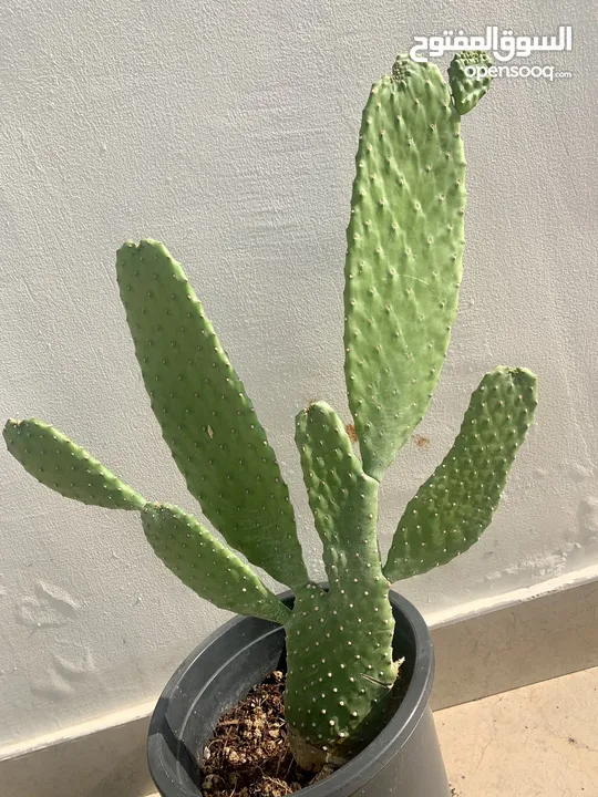 Cactus plant-Opontia Plant and Aloe vera