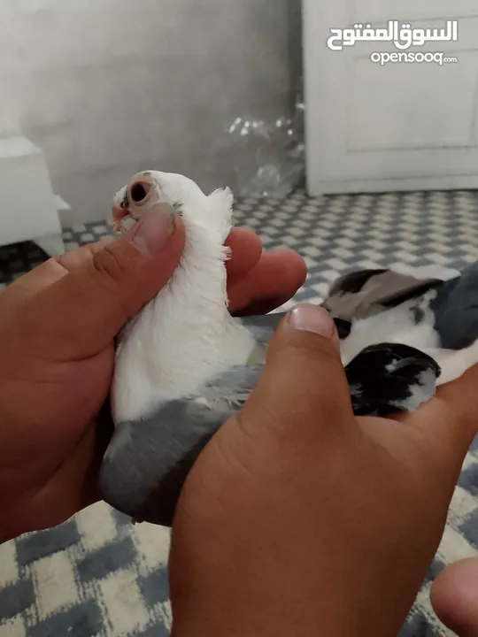 طيره اسطنبوليه بصلى على نبي