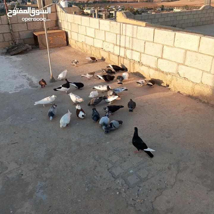 حمام للبيع في مادبا