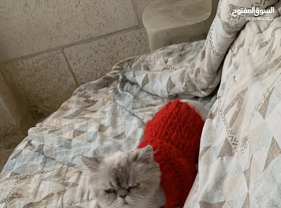 انثى هملايا للبيع