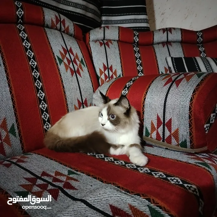 قطه رادغول للبيع
