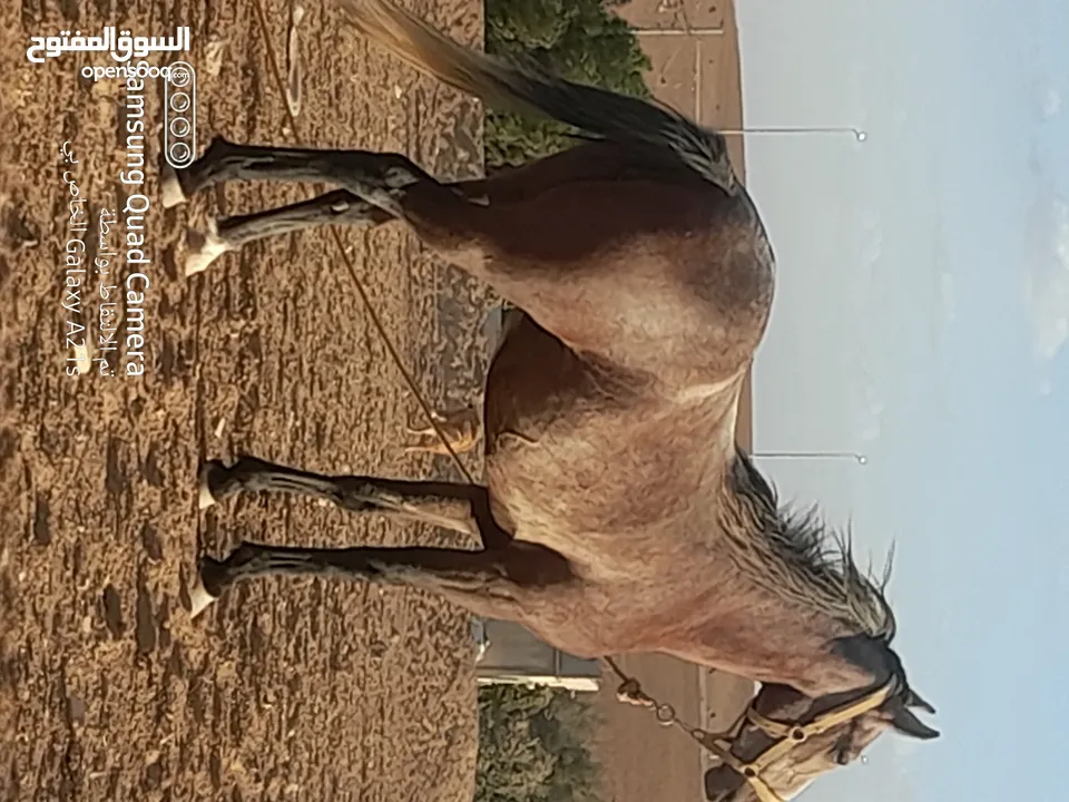 مهره بنت درشان ثلاث ونص القاح سبع اشهر من علم الكرك قابل البدل على حلال ارتفاعها 150