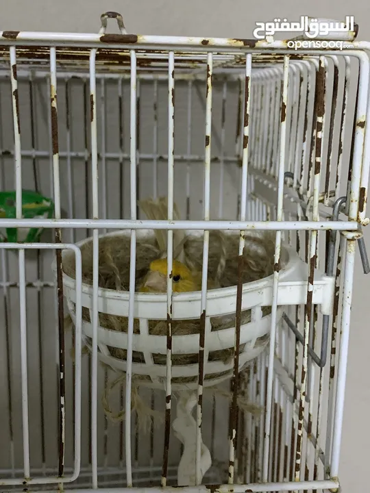 طيور كنار للبيع