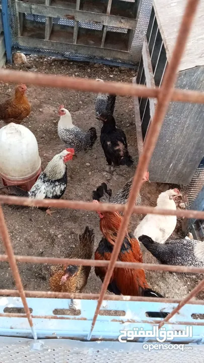 دجاج بلدي +خم جاج كبير