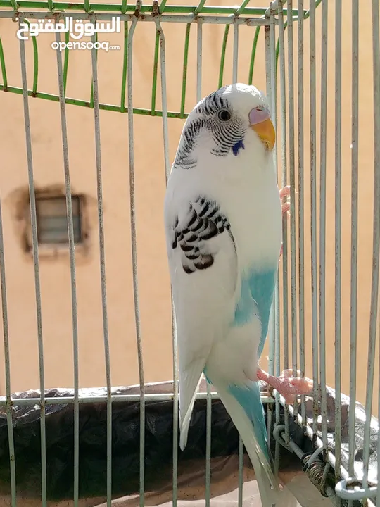 عصفور حب مع قفص اربع معالف