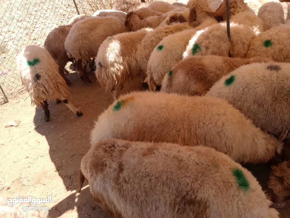 نفس الصور بالضبط أضاحي وعقيقه كبش صحراوي  اوزان من 19 ل30 لحم احجز ضحيتك ذبح أو دون ذبح السعر100ل150