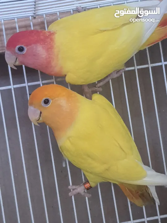 love bird pair