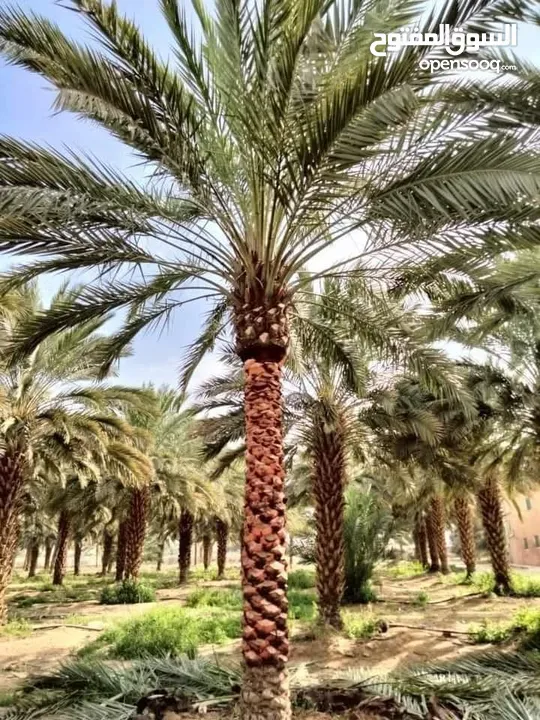 أجود انواع النخيل