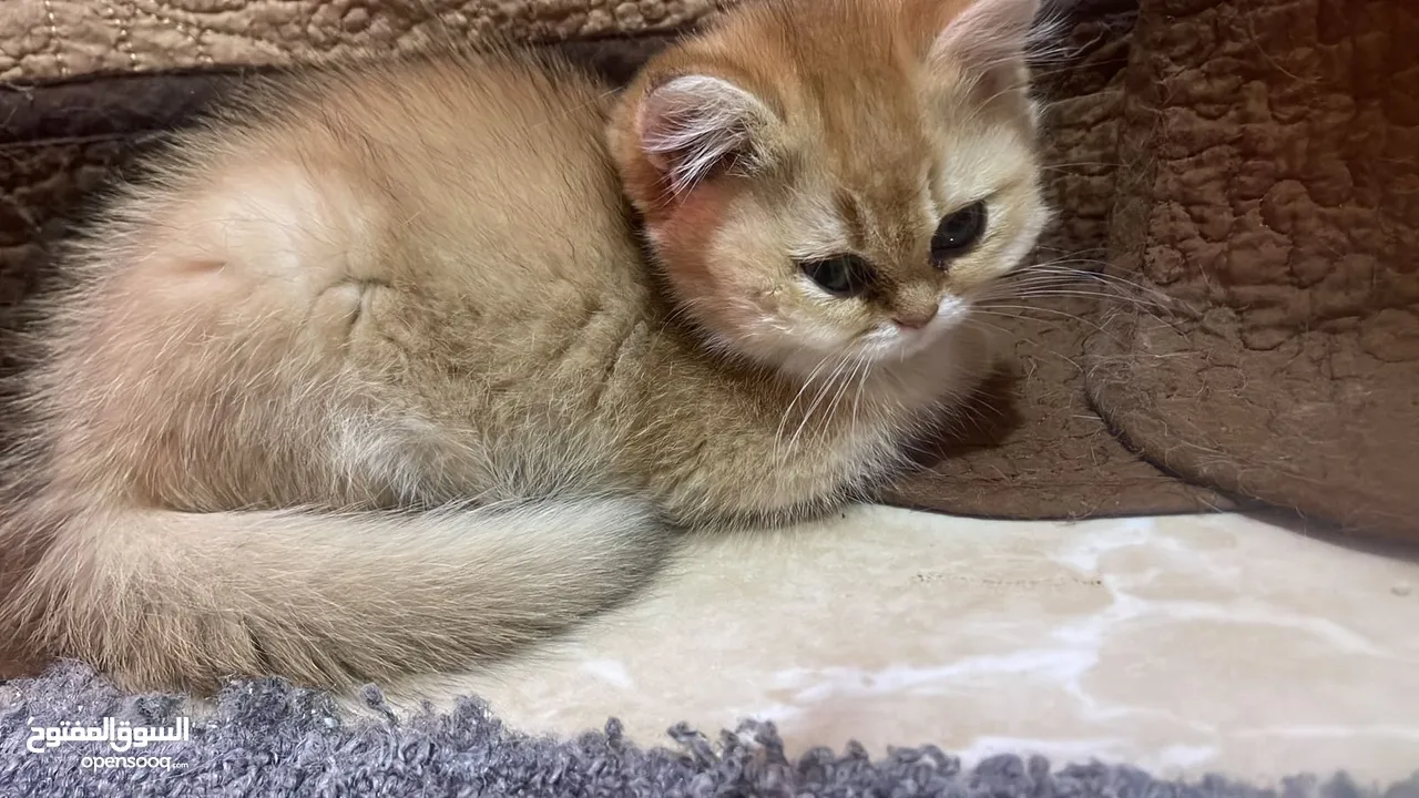 قطط سكوتش اهالي مسجله