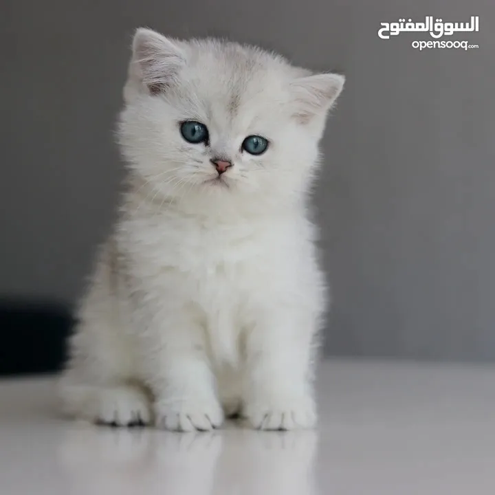 mix Siberian British shorthair