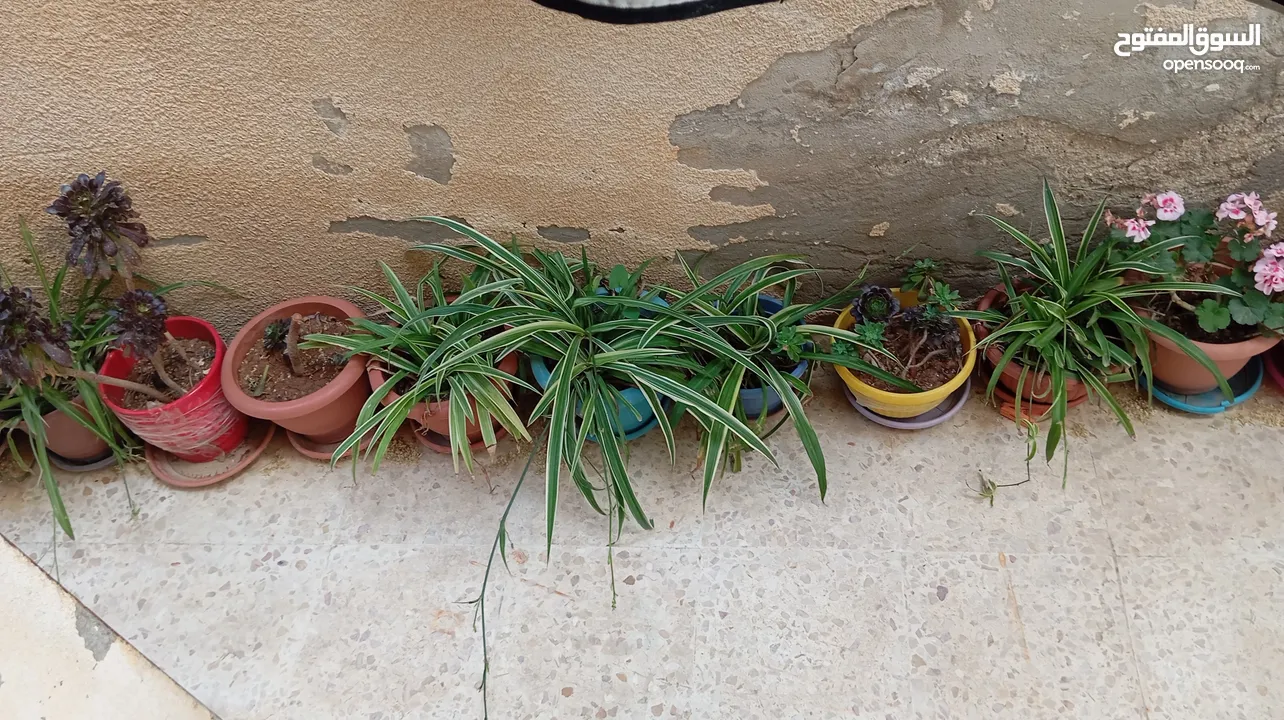 زريعة للبيع