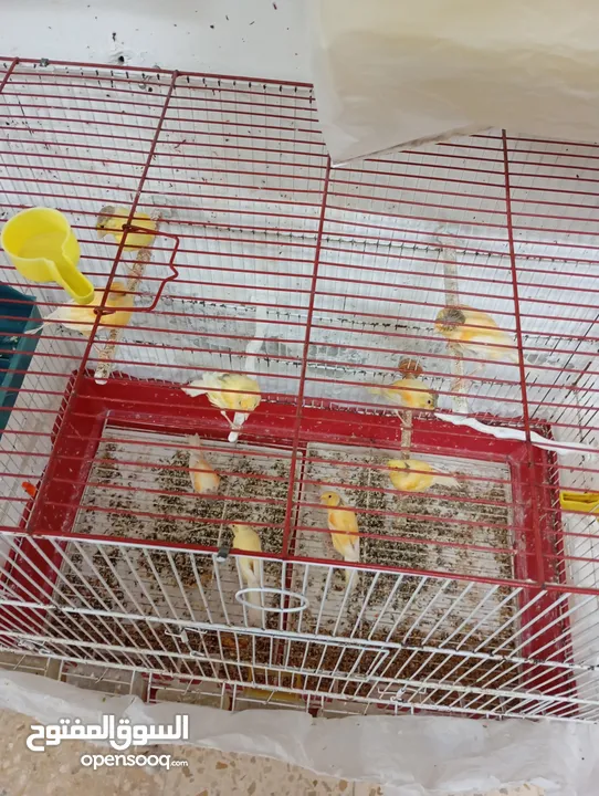 عصافير كناري للبيع كامل الطيور مع القفاص