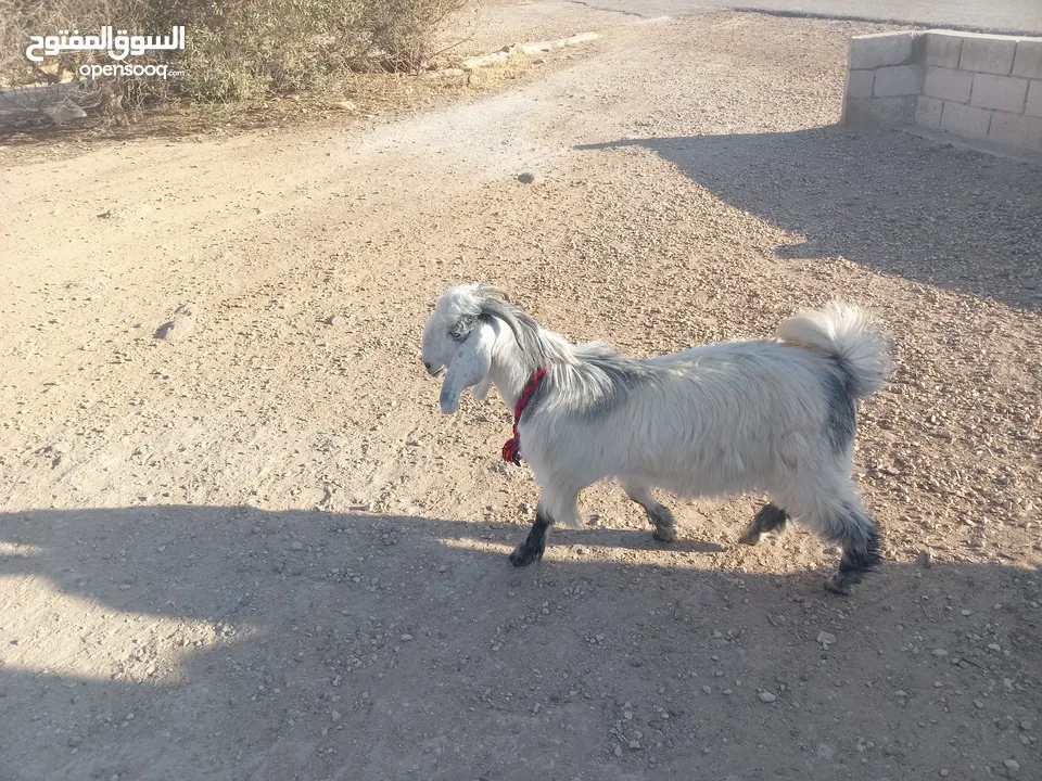 جدي ابيض ازرق