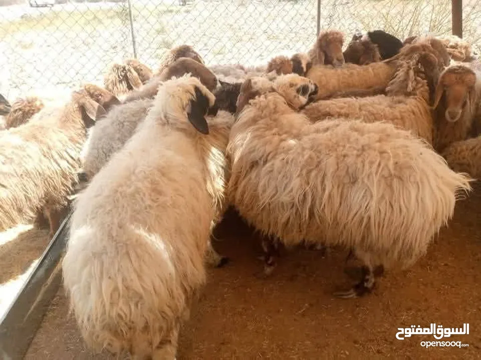 عروض اضاخي بسعر مغري