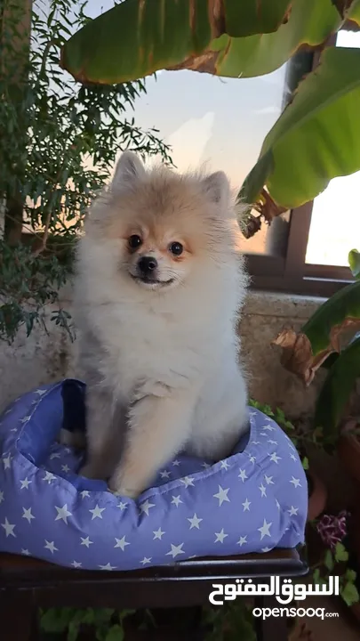 كلب بوميرانيان للبيع Pomeranian dog for sale