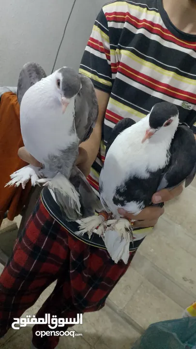 يوجد لدينا جواز حمام للبيع