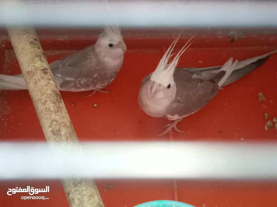 جوزين كوكتيل منهم وايت فيس شغالات فحل ايزابيل والطيرة كريمي جامبو وجوز ايزابيل