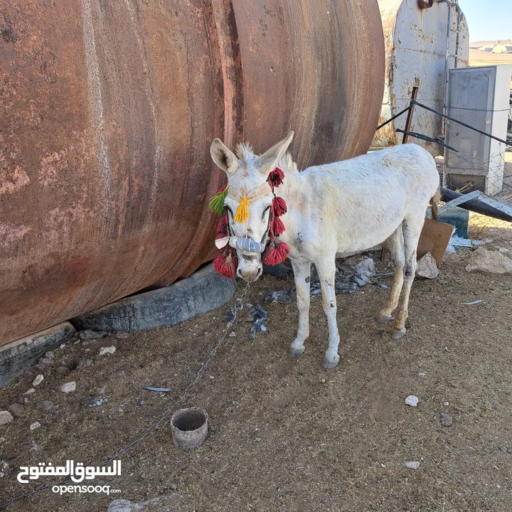 حمار غنم للبيع