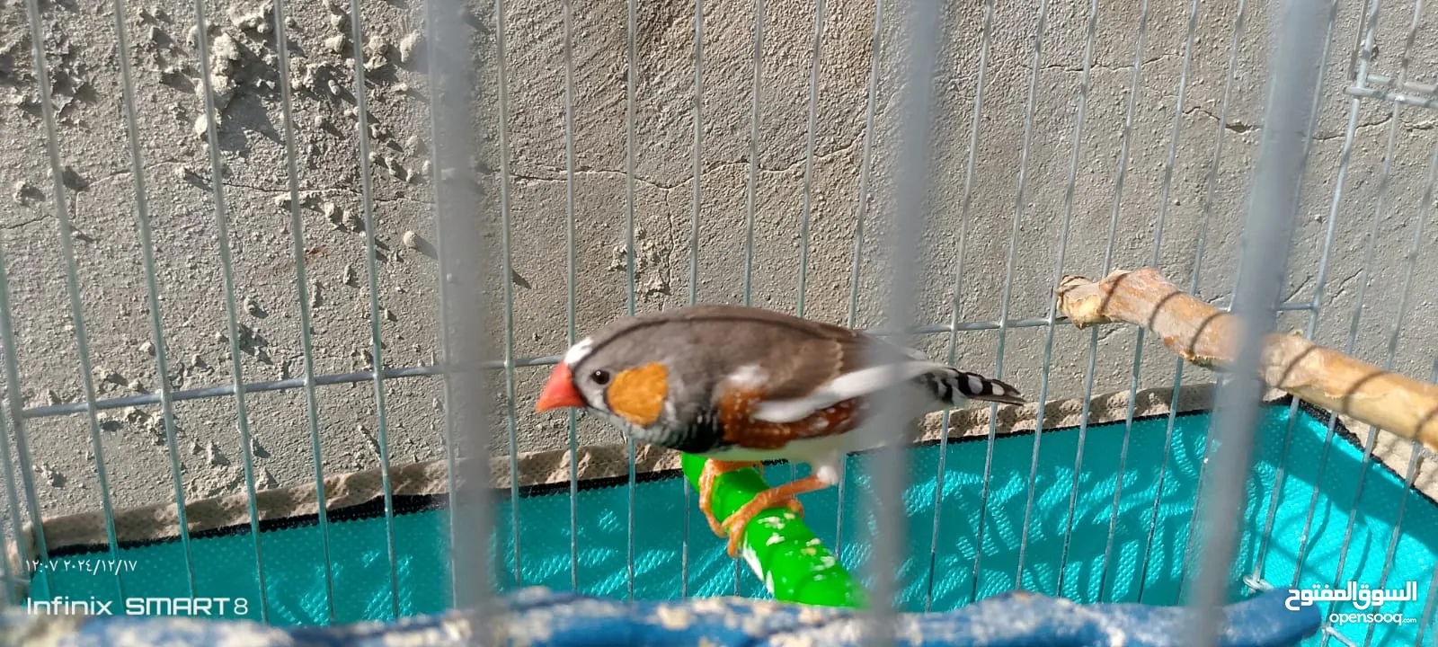 جوز طيور الجنه العمر شهرين