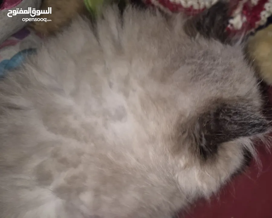 بريتش ريد اطراف قصيره لون اشقر شعر طويل وهمالايا تشوكلت بلو بوينت شعر طويل العمر شهرين ونص