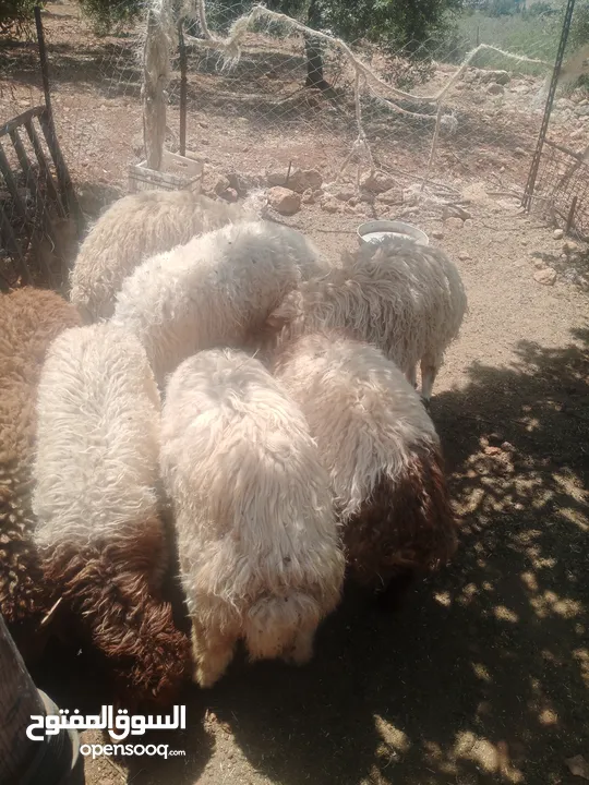 موجود خواريف اعمار 7.5 شهور ونص وزن قائم تقريبا 45 كيلو قطعه بصلاة على النبي