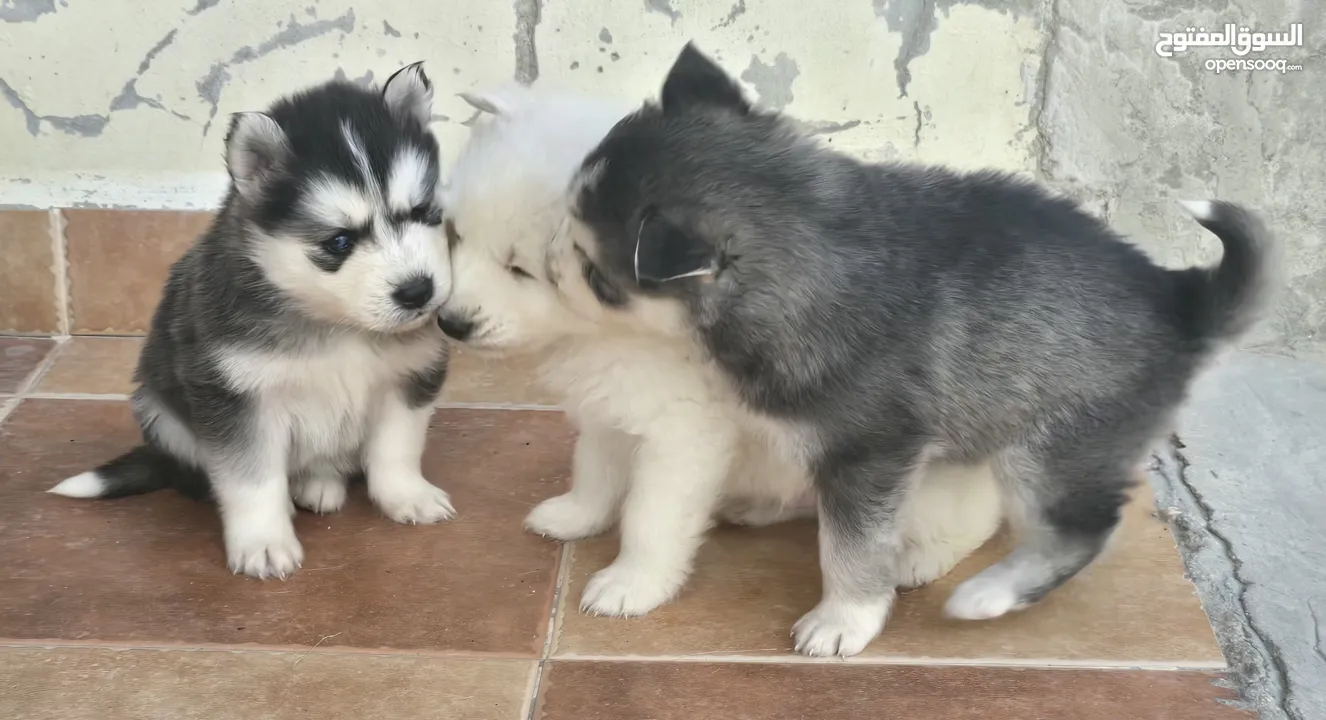 جراو مالموت الاسكا