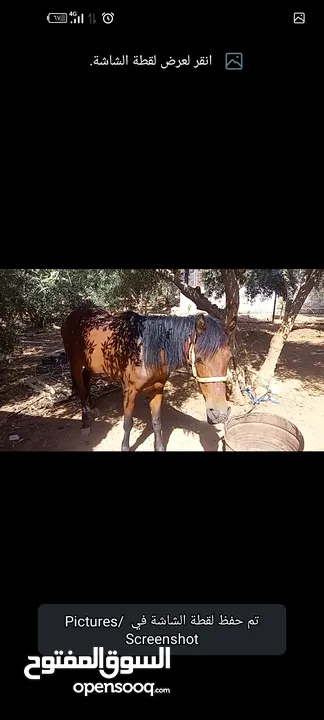 فرس مع مهر للبيع