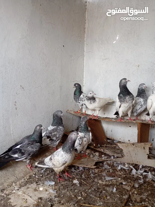حمام باكستاني طيور ساسات