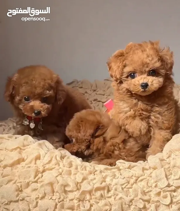 toy poodle T_cup now in  جراء توي بودل كوري بجميع الوراق والاثباتات