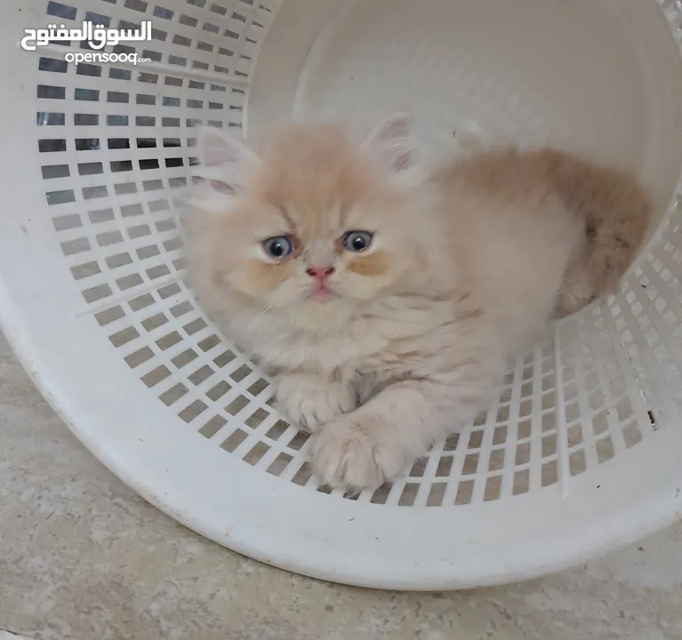 Mix himalayan with persian kittens