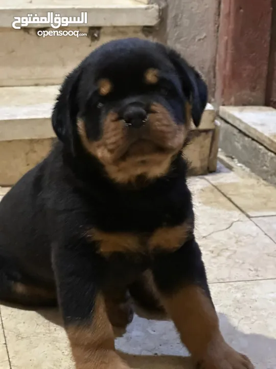 rottweiler puppies