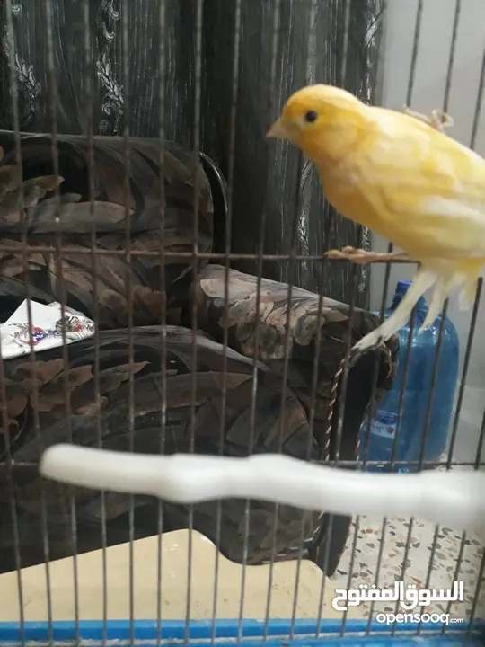 مطلوب طيره كنار جاهزه