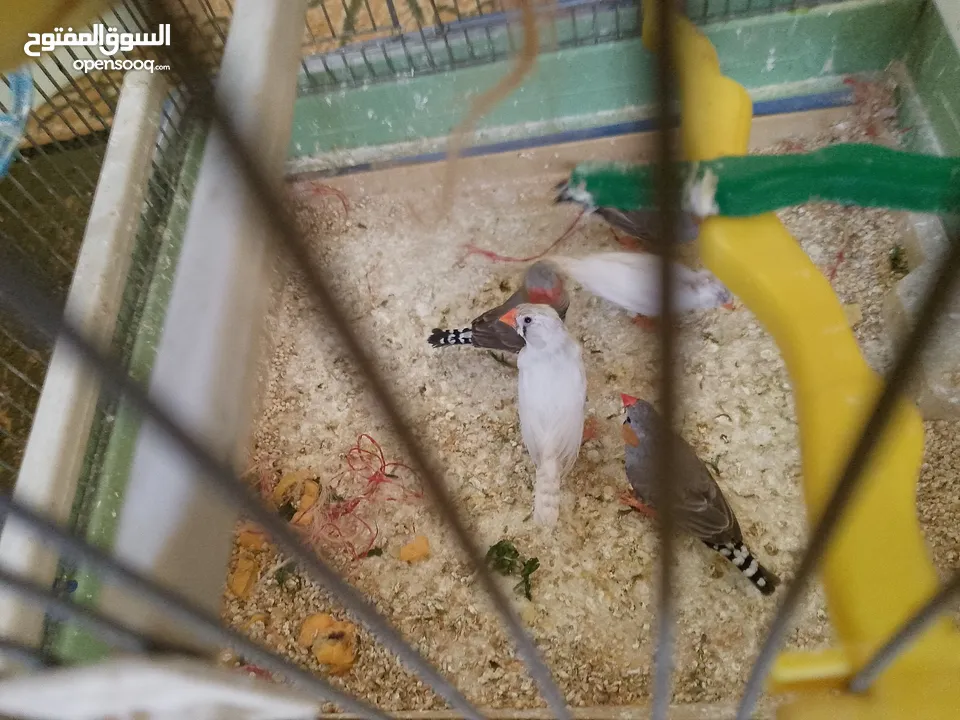 طيور فنقز للبيع