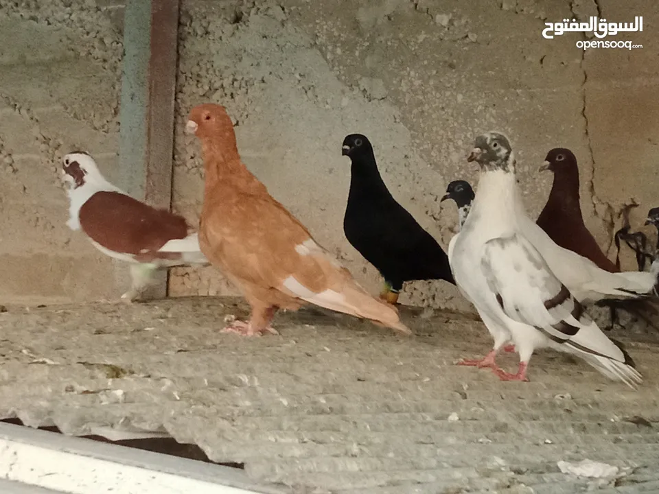 انواع حمام مشكلة للبيع