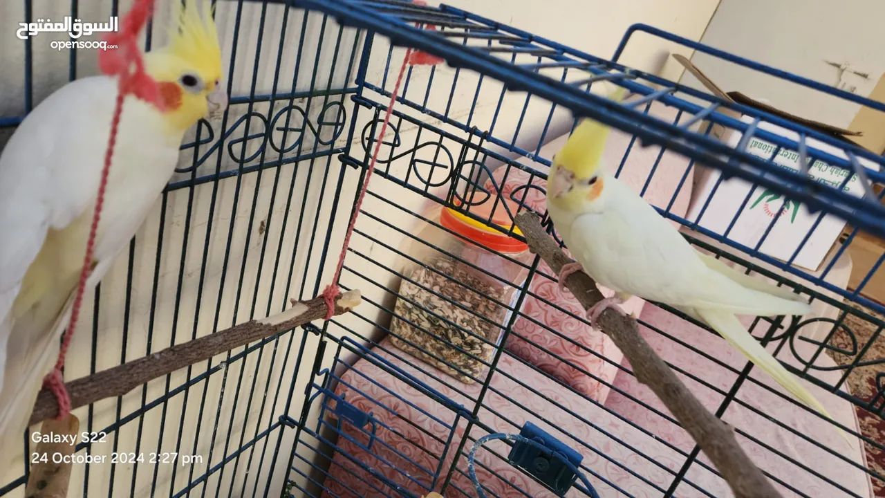 Cockatiel Birds male & female , tamed