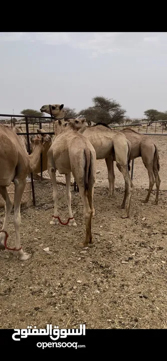 بوش حول للبيع جعدان مال لحم للبيع